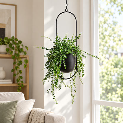 FloraFrame iron hanging planter with trailing plants by a window